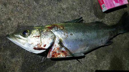 焼津　ふぃしゅーな　アオリイカ好調　その他の魚も好調