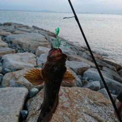 エギングのちガッシー