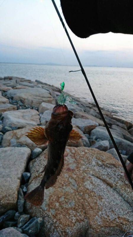 エギングのちガッシー