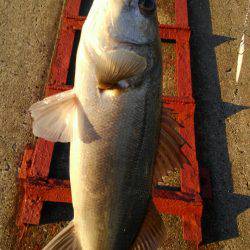 ブリチャレンジ