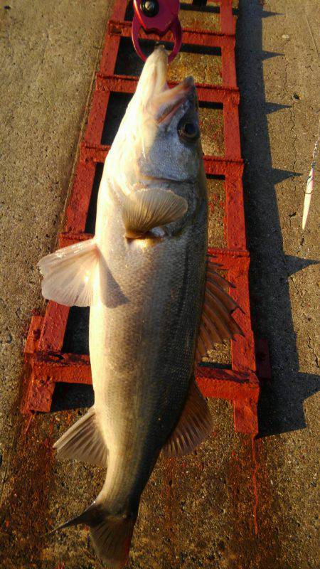 ブリチャレンジ