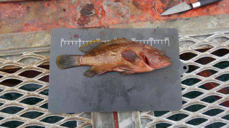 やっと投稿できる釣果が！