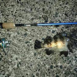 伊根でアジング