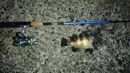 伊根でアジング