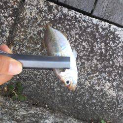 だんだん渋くなってきた…