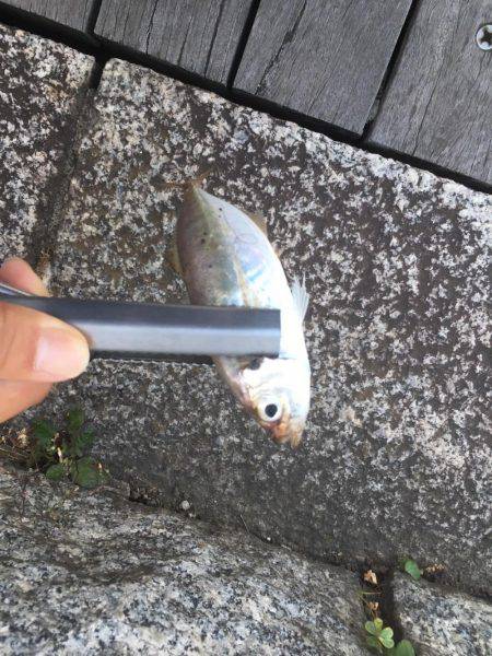 だんだん渋くなってきた…