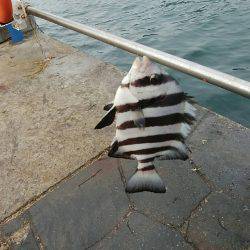 鯵釣りの間に刀狩り