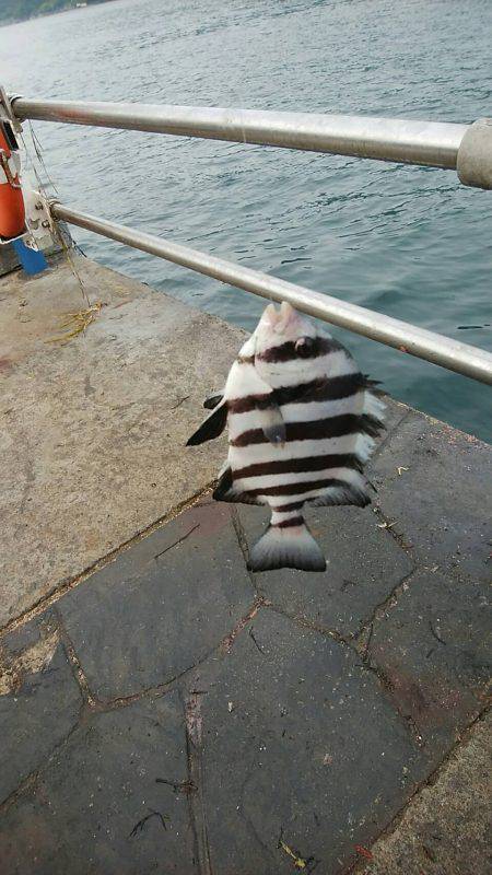 鯵釣りの間に刀狩り