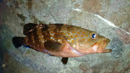 メバルとアコウ