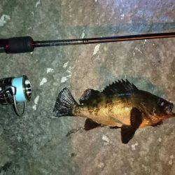 メバルとモンゴウイカ