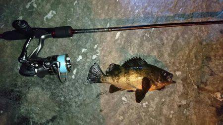 メバルとモンゴウイカ