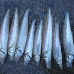 大浜での投げ釣りで。