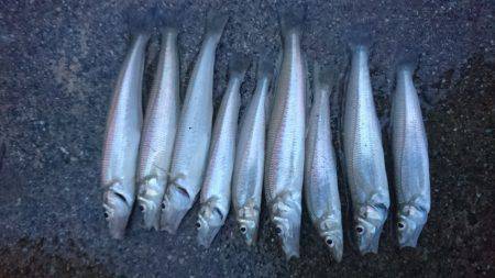 大浜での投げ釣りで。