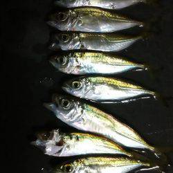 夕間づめのみの釣行