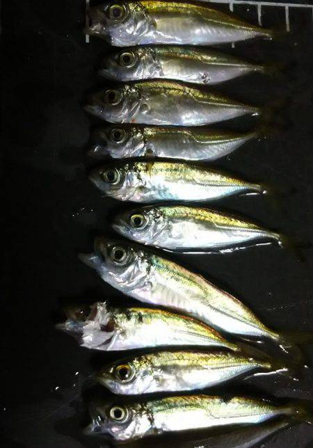 夕間づめのみの釣行