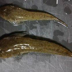 のんびりと投げ釣り