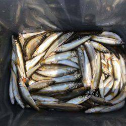 型はデカいが気難しい近江今津のコアユ