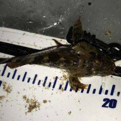 アジング修行でコメバリング