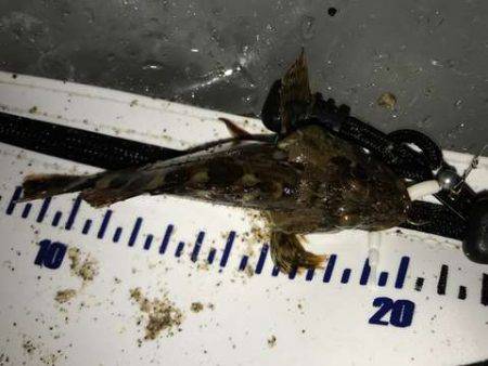 アジング修行でコメバリング