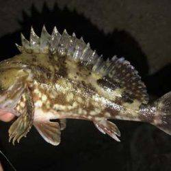 アジが見つからない・・・