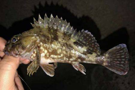 アジが見つからない・・・