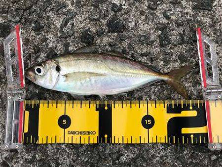 ん？ツバスは？