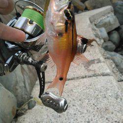 ガシラキジハタハゼ