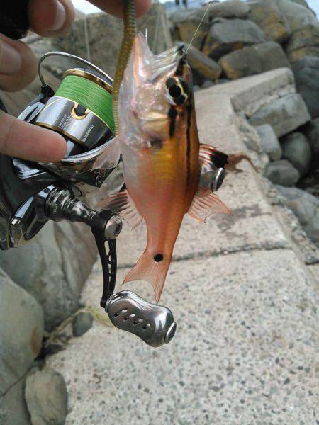 ガシラキジハタハゼ