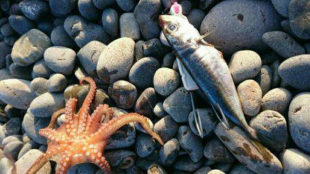 青物狙いでしたが不発