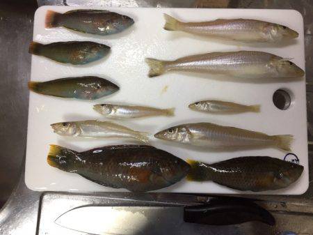 家族でキス釣り