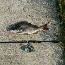 夢前川河口チニング