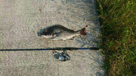 夢前川河口チニング