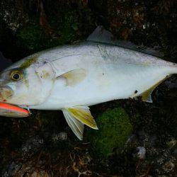 カンパチ(シオ)！