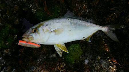 カンパチ(シオ)！