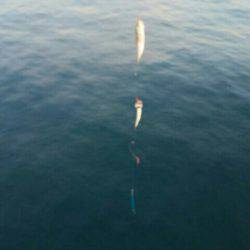 イワシ、子サバ、ツバスGET！！