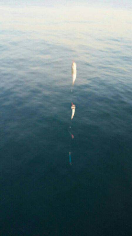 イワシ、子サバ、ツバスGET！！