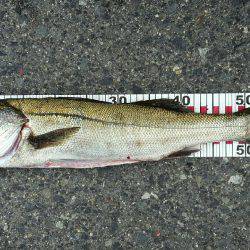 銀物やけど何か?