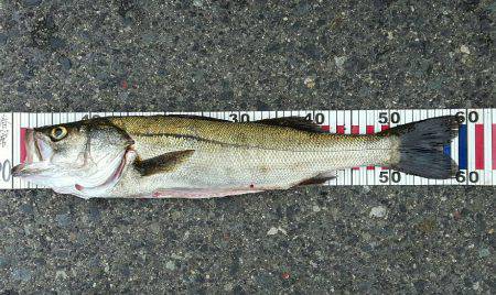 銀物やけど何か?