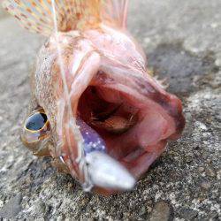 ライトゲーム　カサゴ