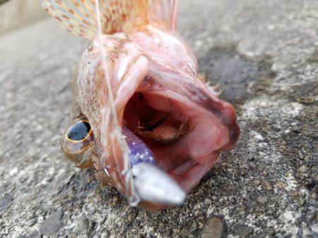 ライトゲーム　カサゴ