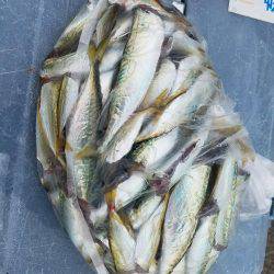 サビキは好調♪