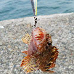 久しぶりにサビキで！