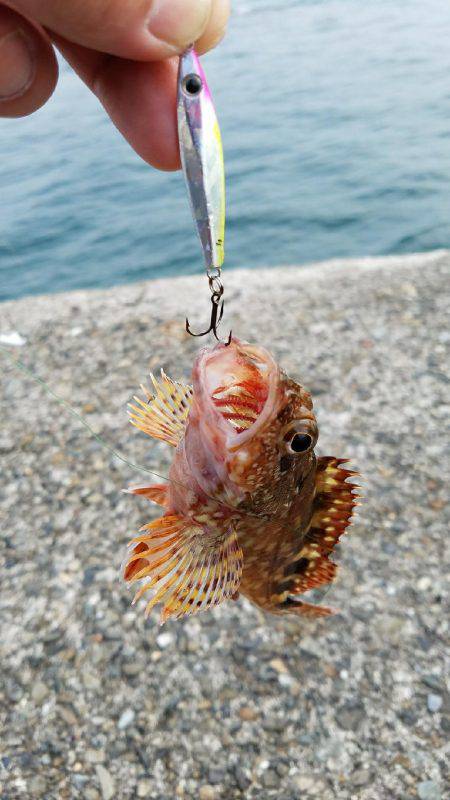 久しぶりにサビキで！