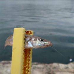 ルアーで良型カワハギ！