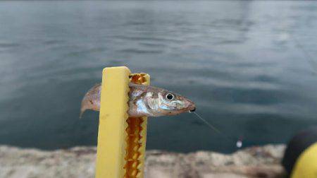 ルアーで良型カワハギ！