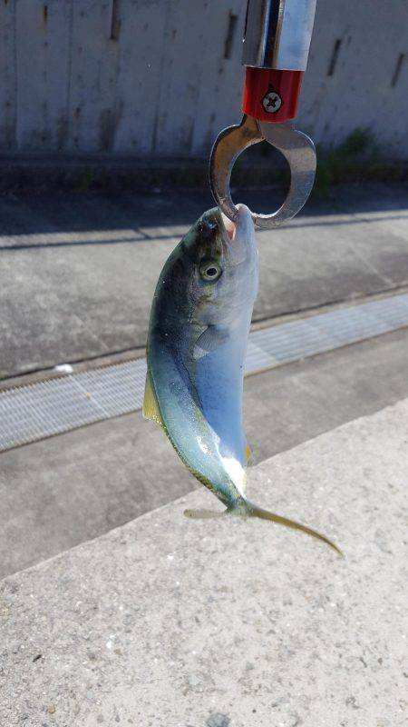 今年初のショアジギ❗