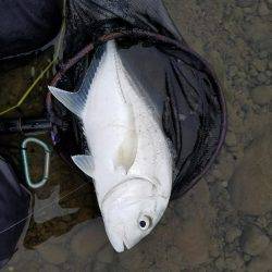 メッキ、エバ、ロウニンアジ40㎝