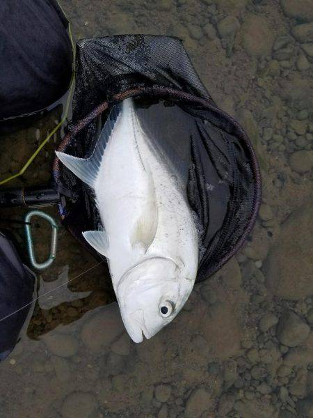 メッキ、エバ、ロウニンアジ40㎝