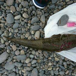 ぶらりショアジギ