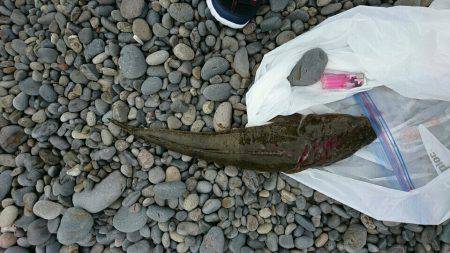 ぶらりショアジギ